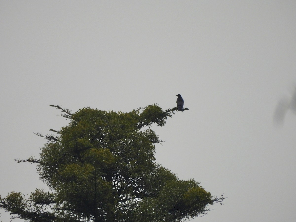 Carrion Crow - ML647216869