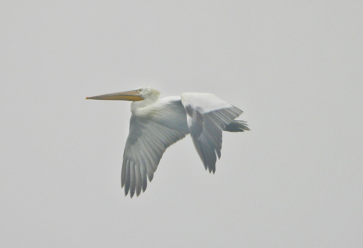 Dalmatian Pelican - ML647216873