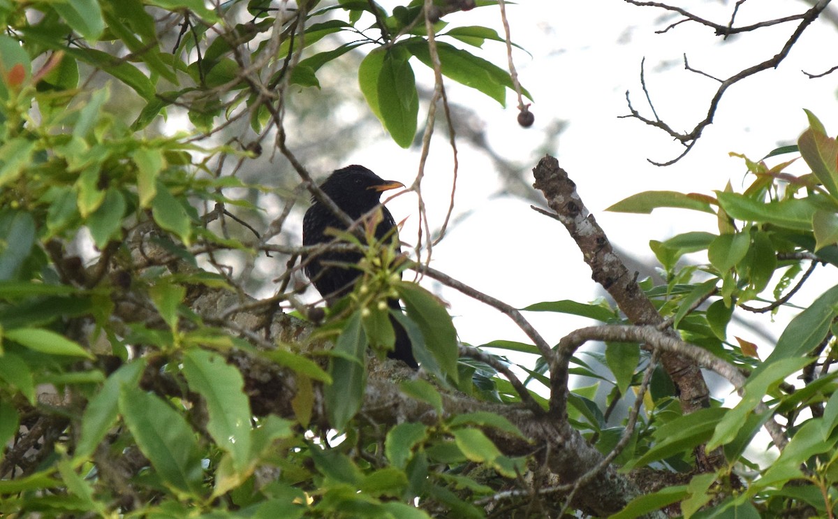 Blue Whistling-Thrush - ML647216874