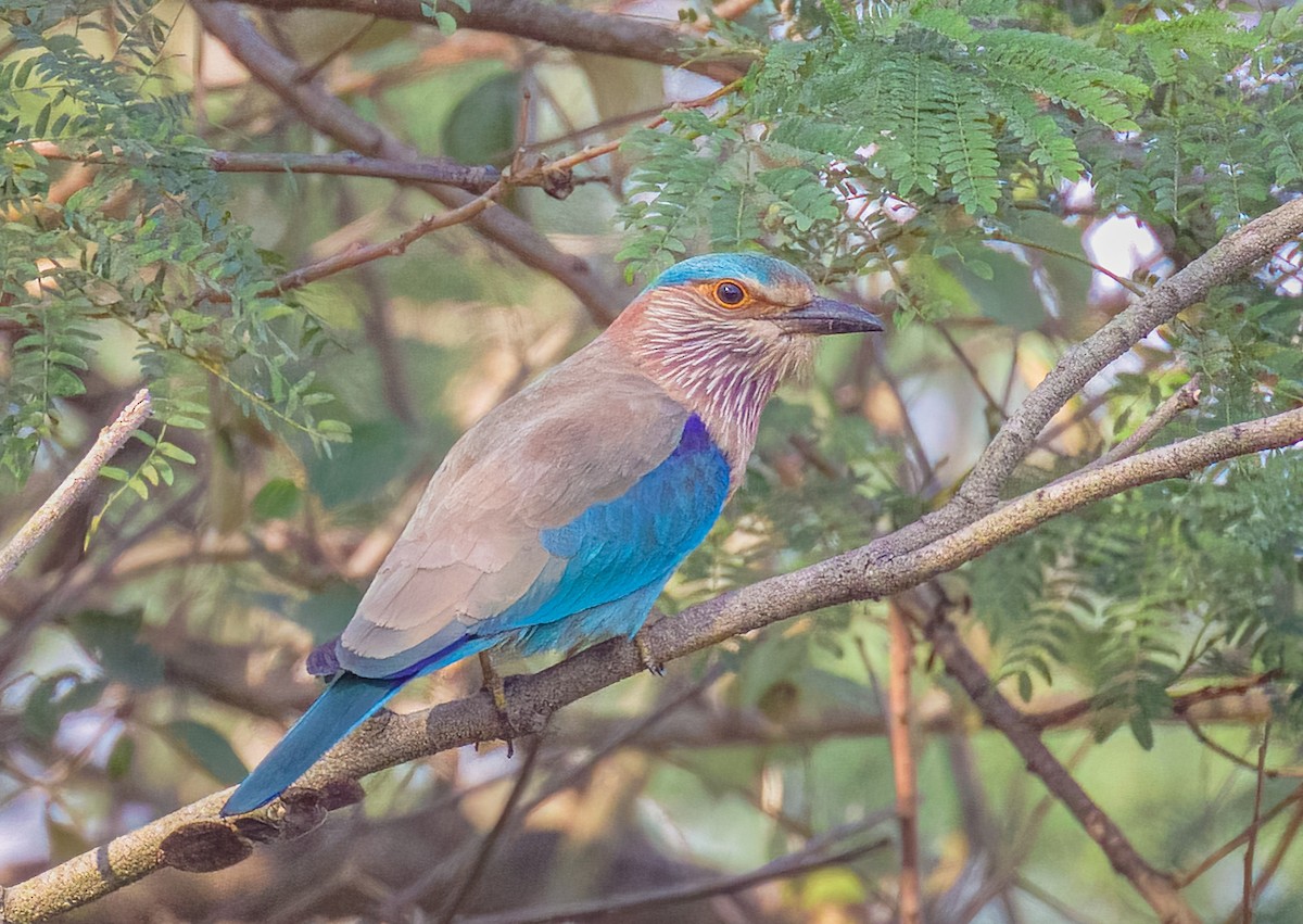 Indian Roller - ML647216877