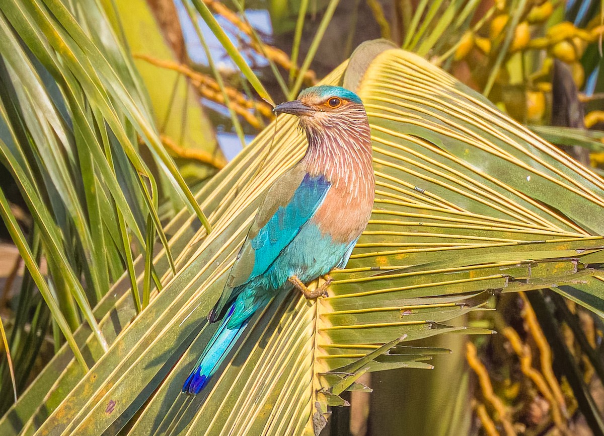 Indian Roller - ML647216878