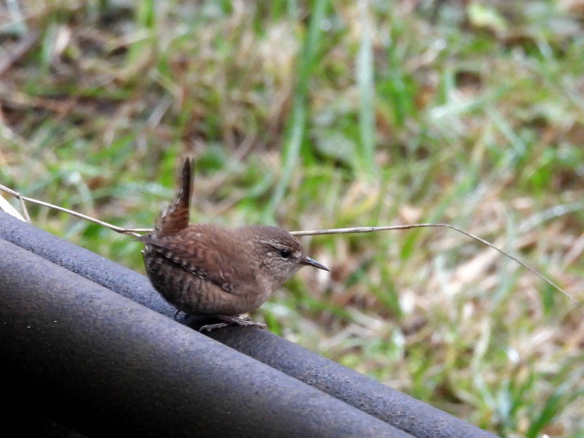 Eurasian Wren - ML647216879