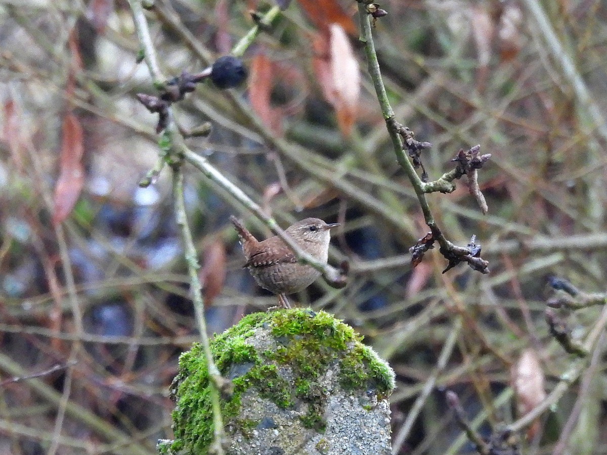 Eurasian Wren - ML647216880