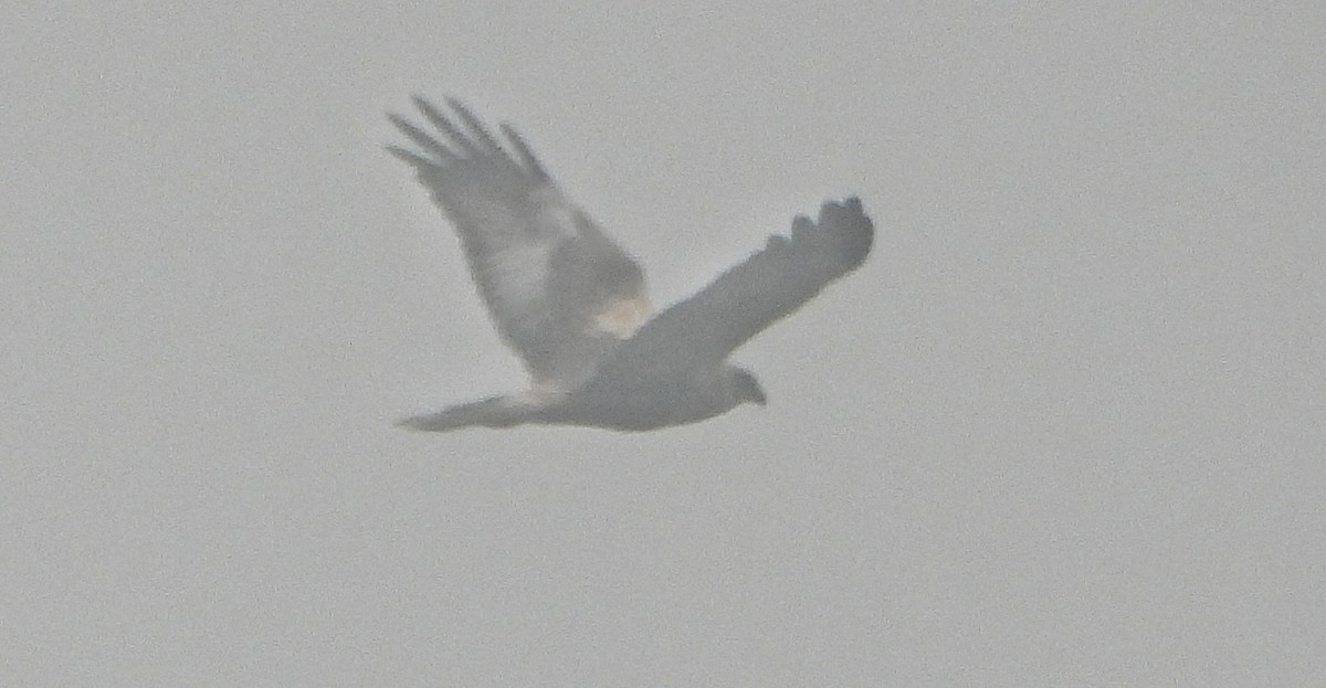 Western Marsh Harrier - ML647216881