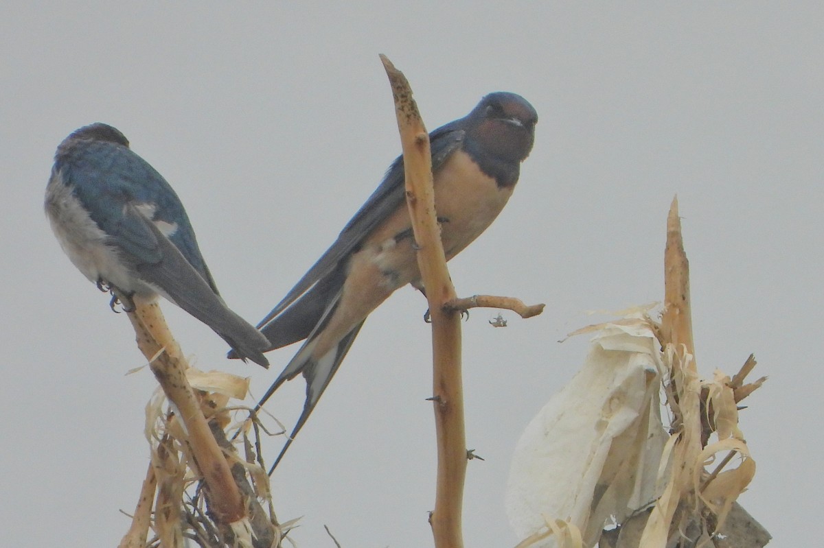 låvesvale - ML647216897