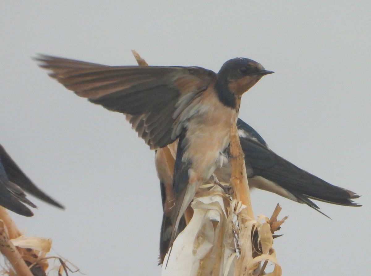 låvesvale - ML647216898