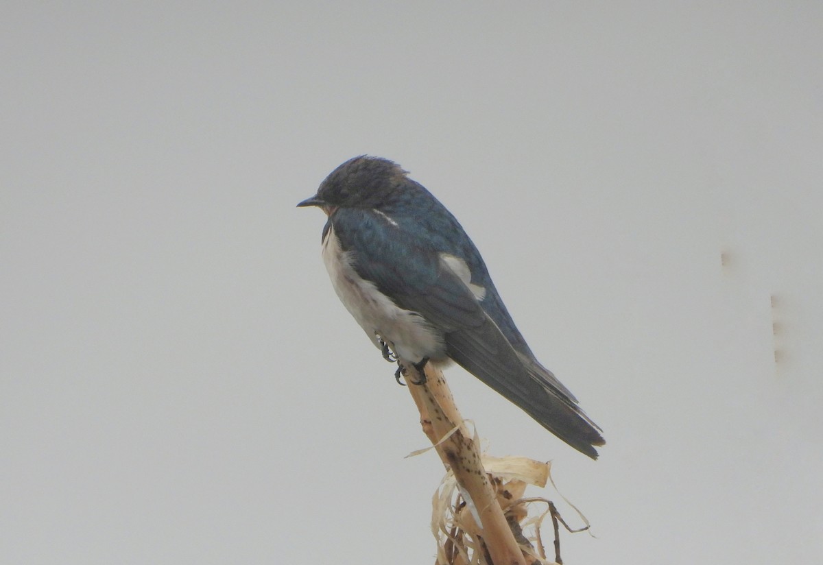 låvesvale - ML647216899