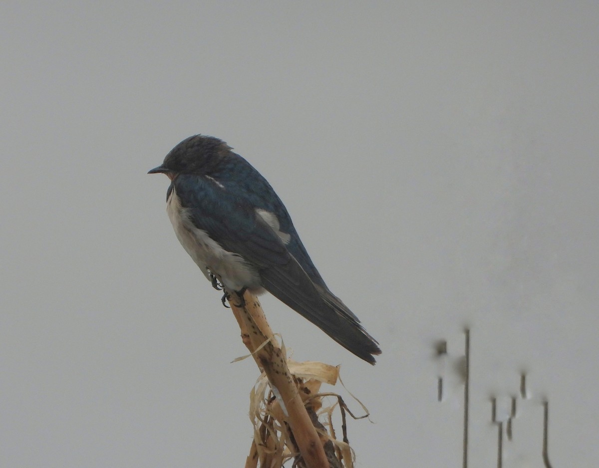 låvesvale - ML647216900