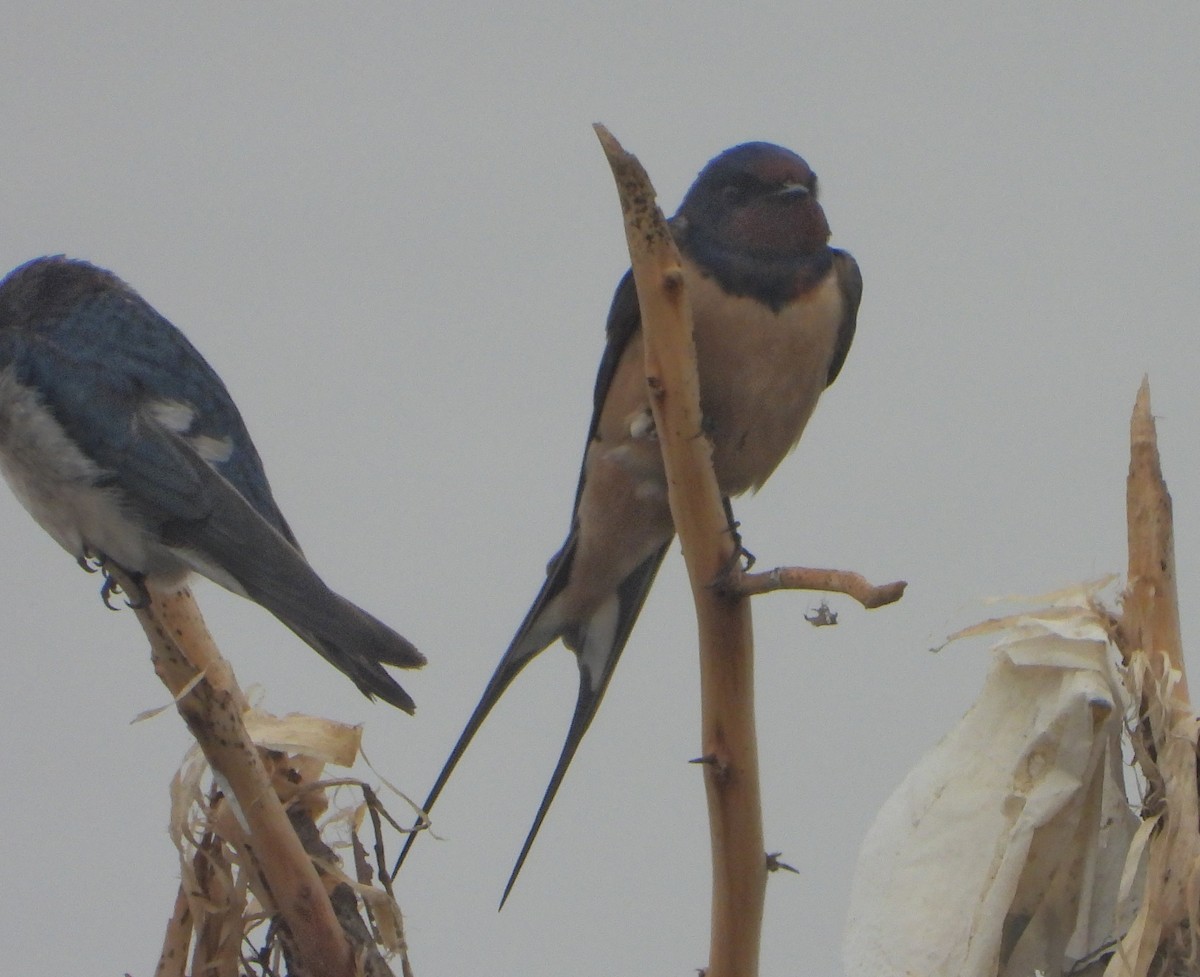 låvesvale - ML647216901