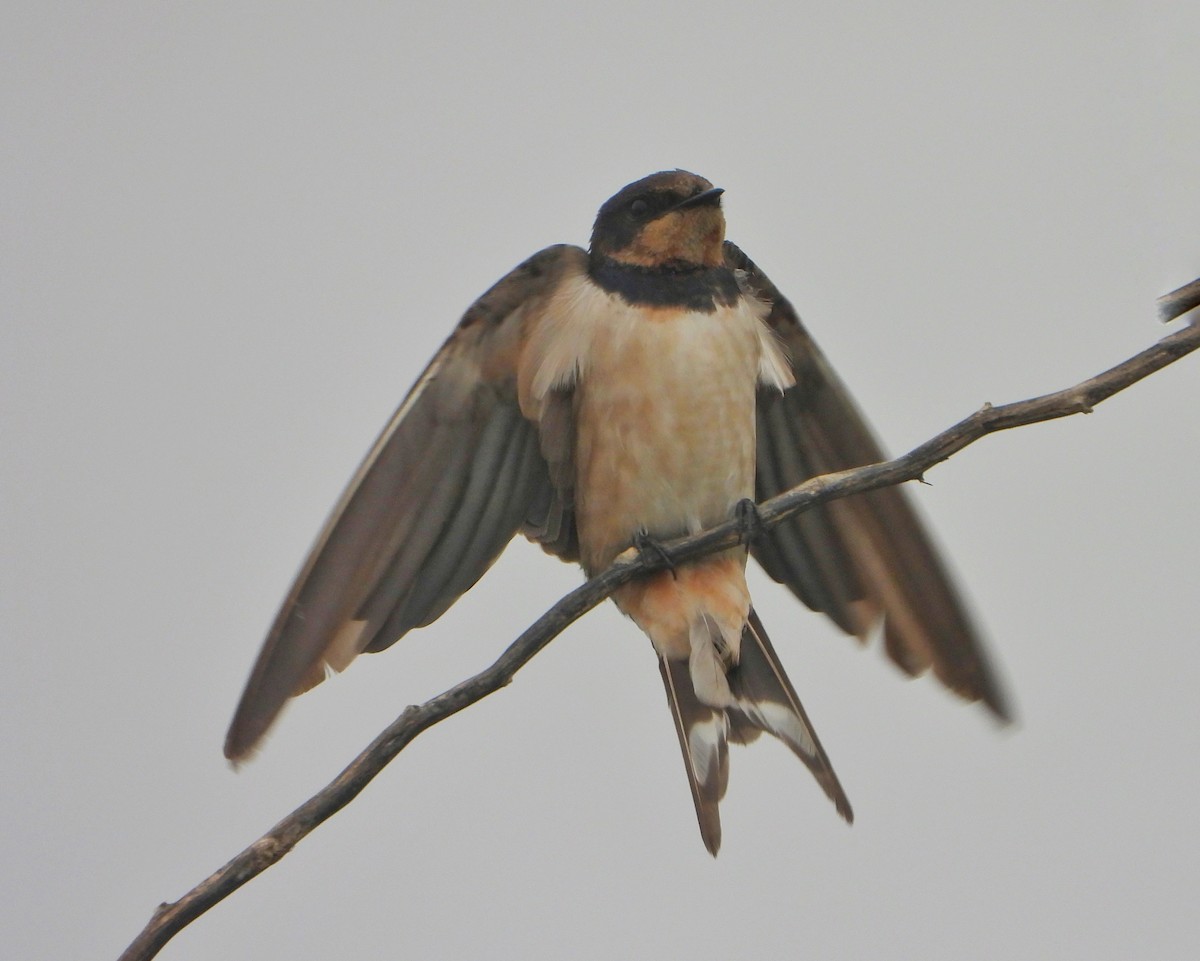 låvesvale - ML647216902