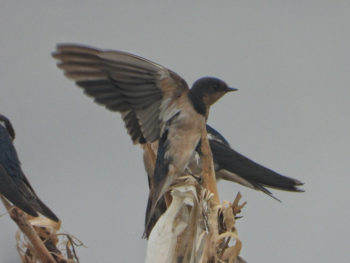 låvesvale - ML647216903