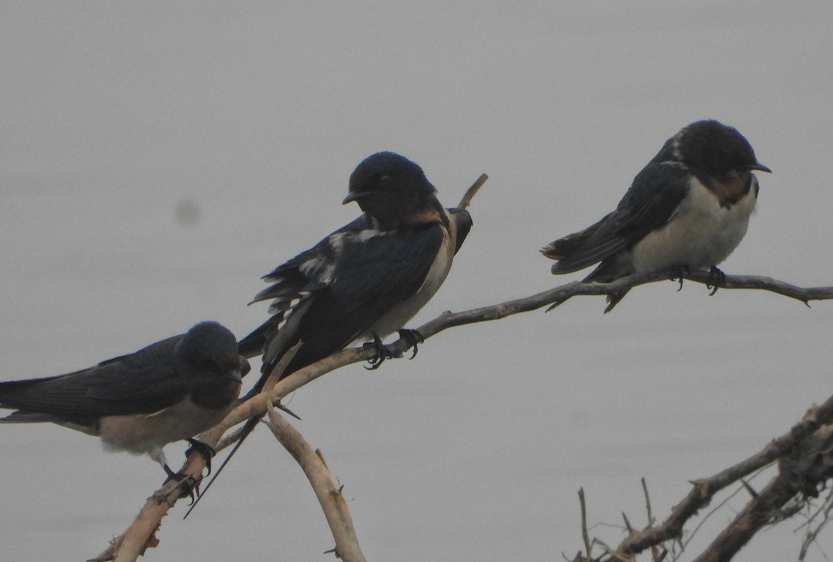 låvesvale - ML647216904