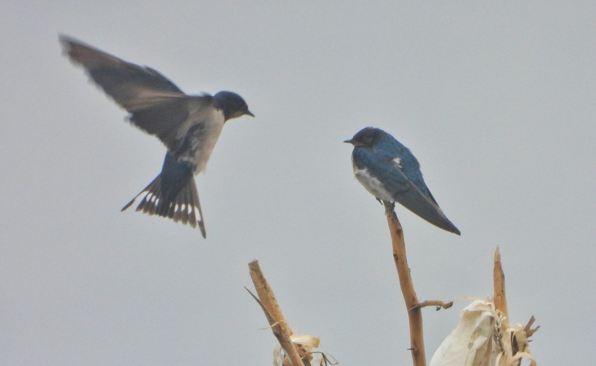 låvesvale - ML647216905