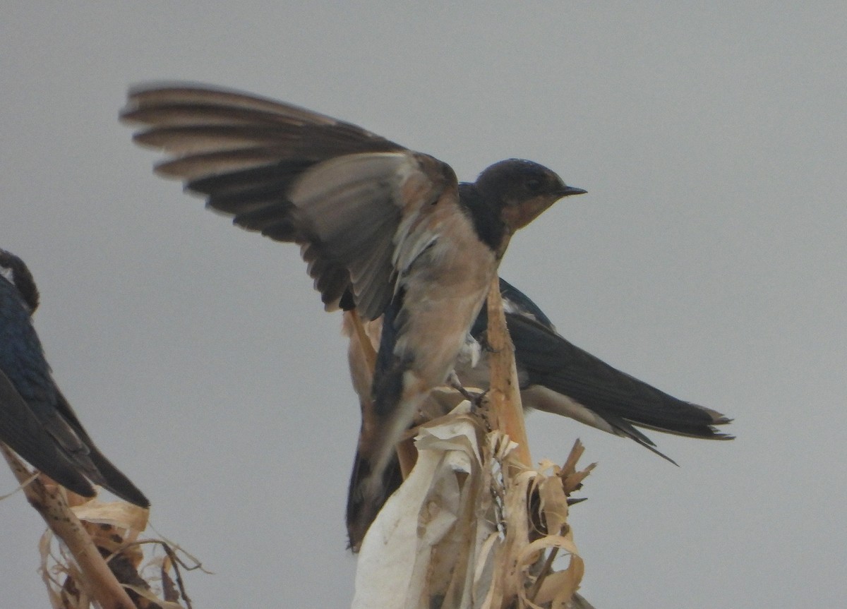 låvesvale - ML647216906