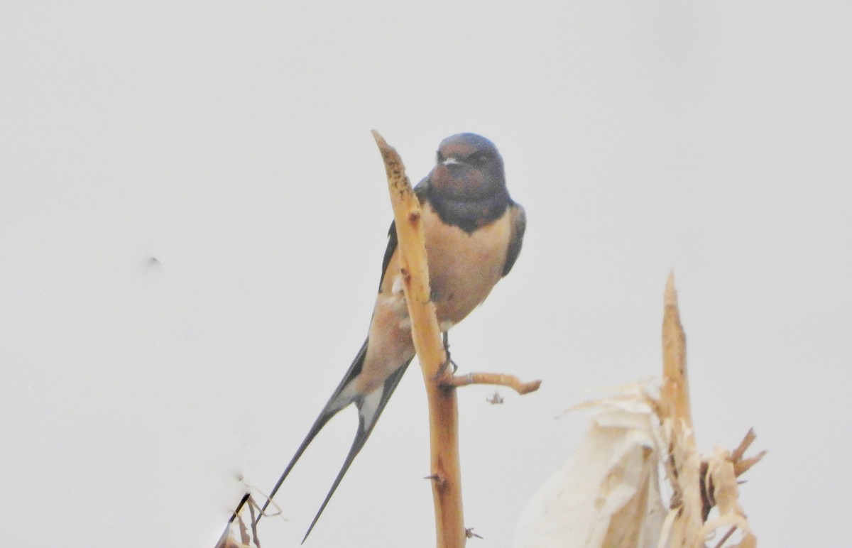 låvesvale - ML647216907