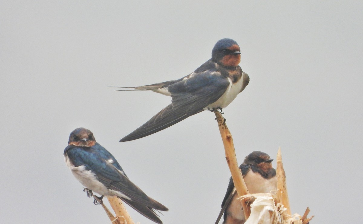 låvesvale - ML647216908