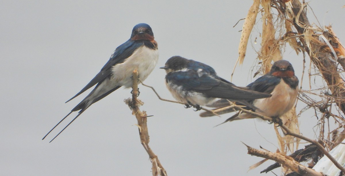 låvesvale - ML647216909