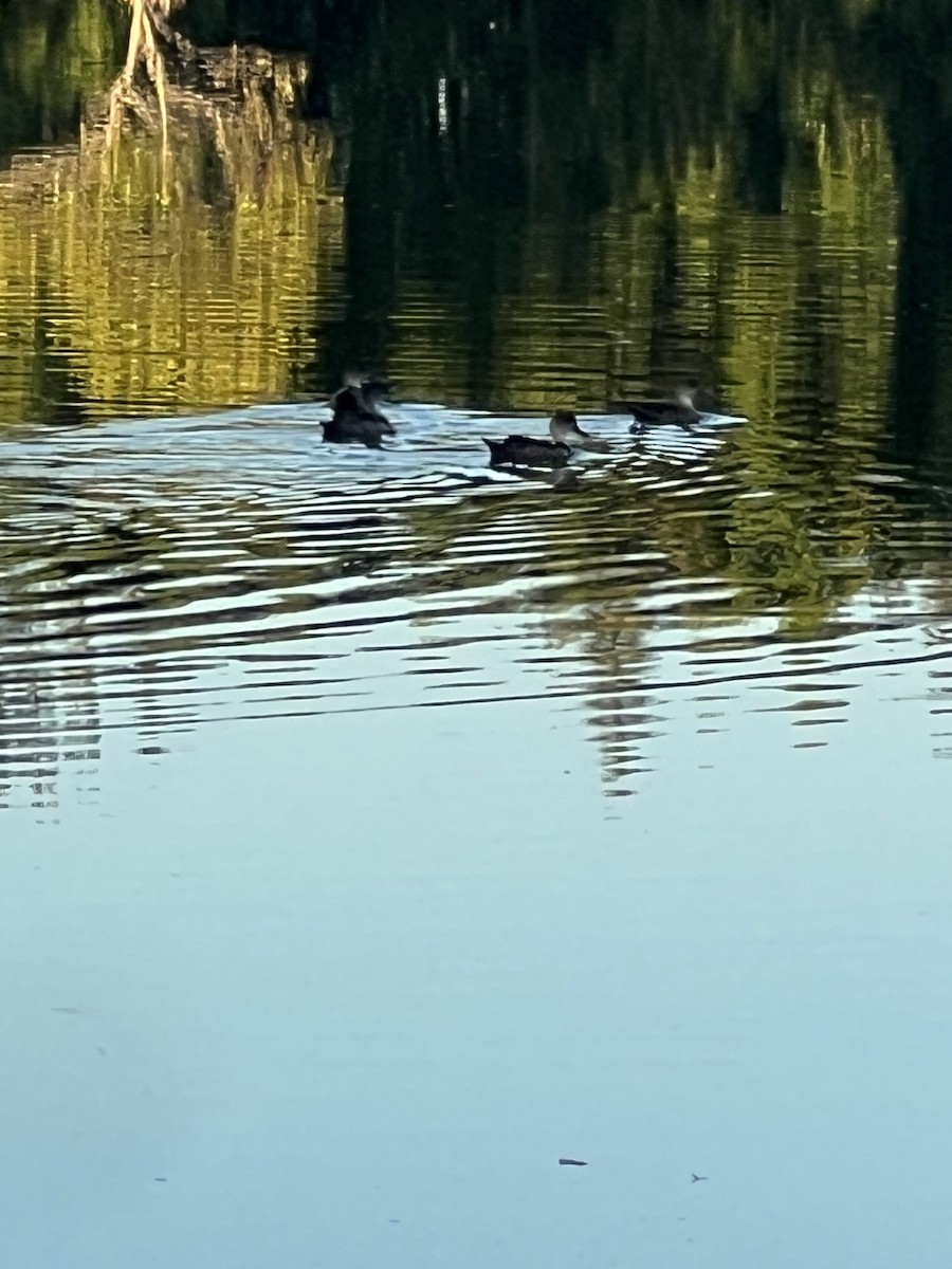 Gray Teal - ML647216914