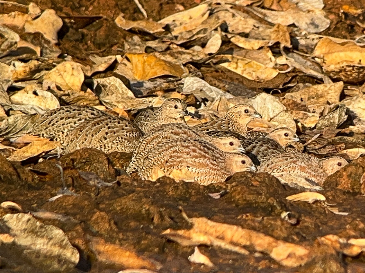 ヌマウズラ - ML647216915