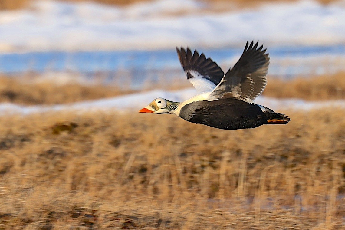 brilleærfugl - ML647216917