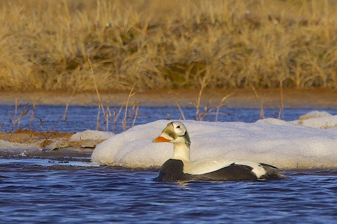 brilleærfugl - ML647216918