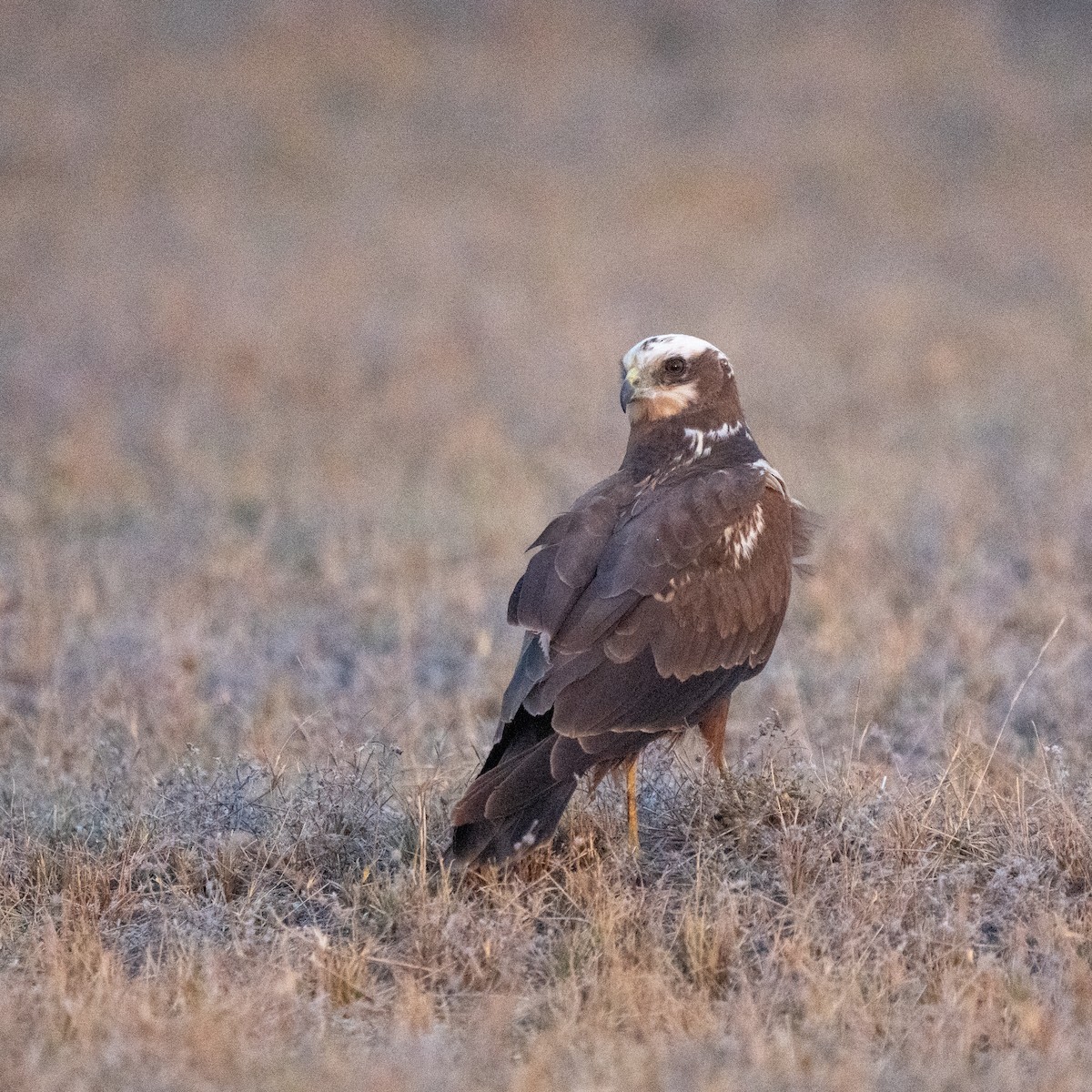 Western Marsh Harrier - ML647216919
