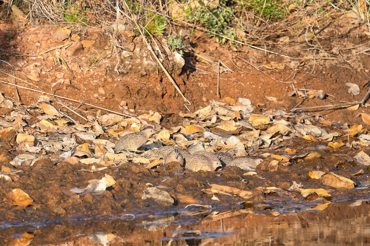 ヌマウズラ - ML647216925