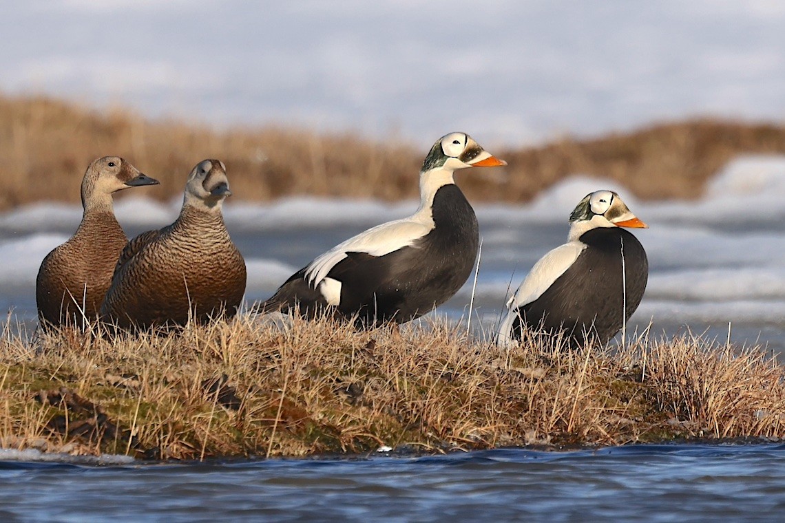 brilleærfugl - ML647216930