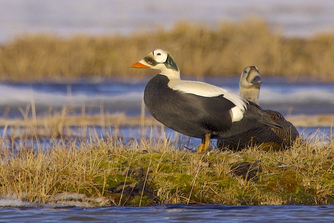 brilleærfugl - ML647216931