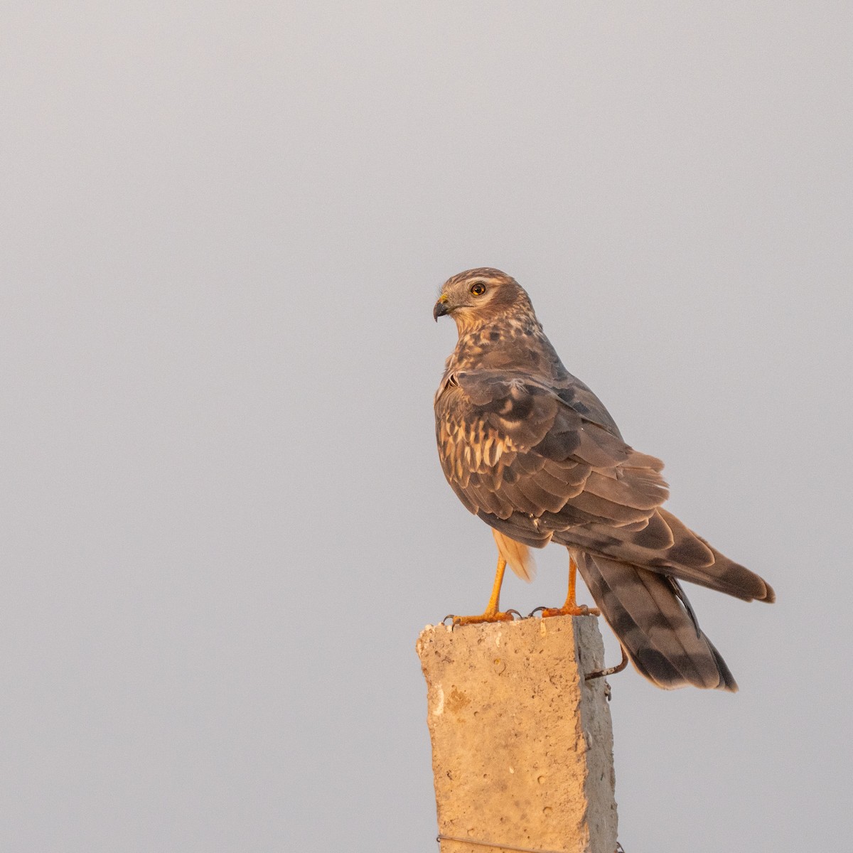 Montagu's Harrier - ML647216940