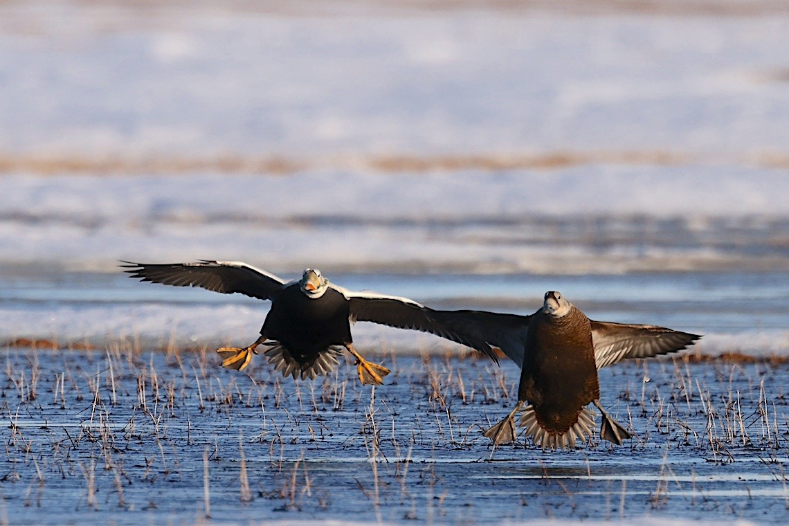 brilleærfugl - ML647216942