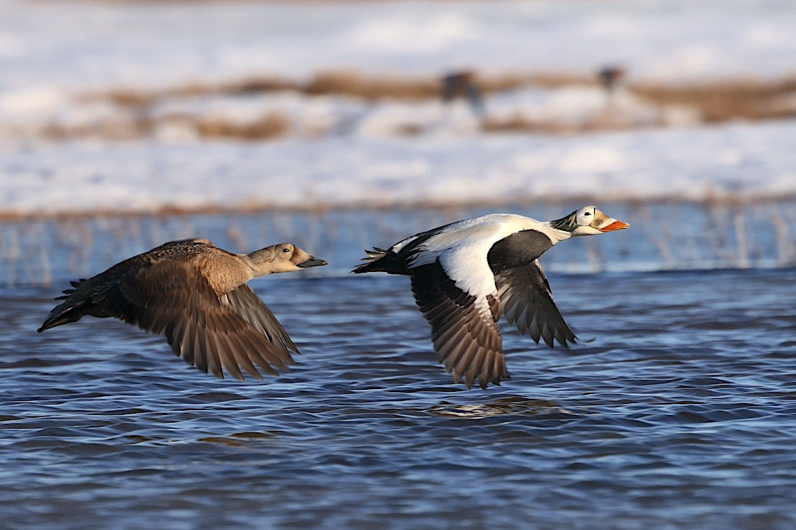 brilleærfugl - ML647216944