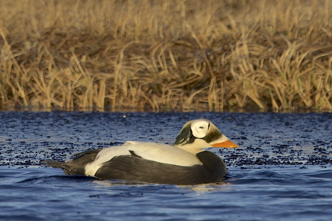 brilleærfugl - ML647216945