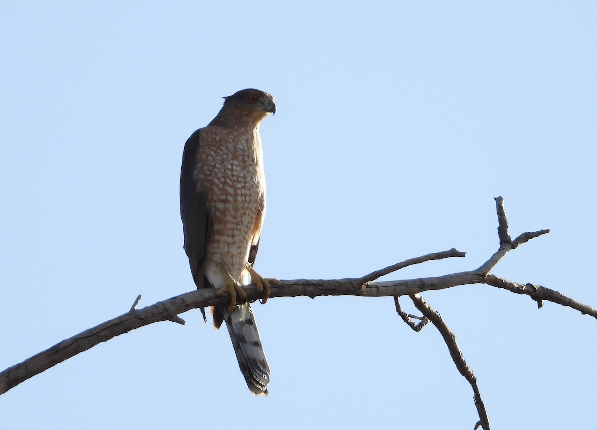 Cooper's Hawk - ML647216948