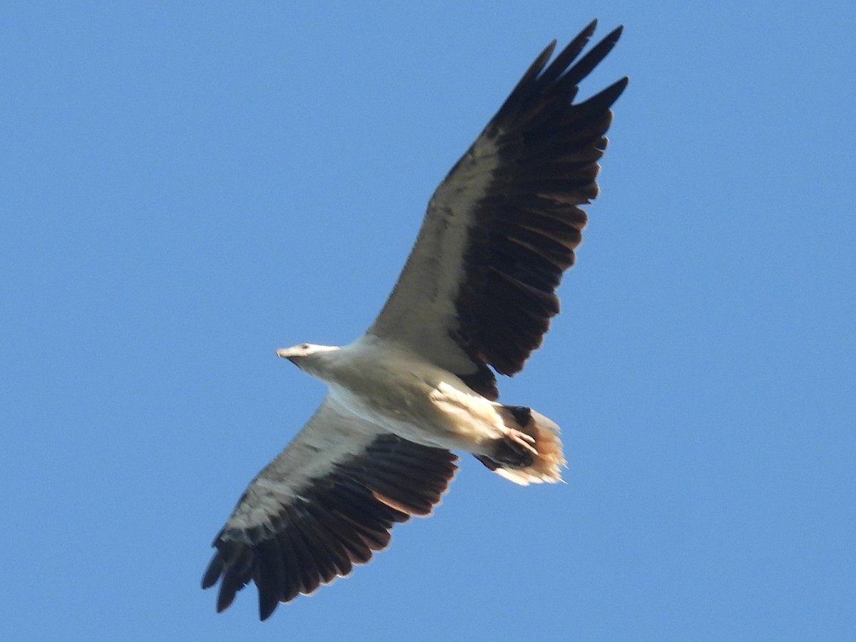 White-bellied Sea-Eagle - ML647216950