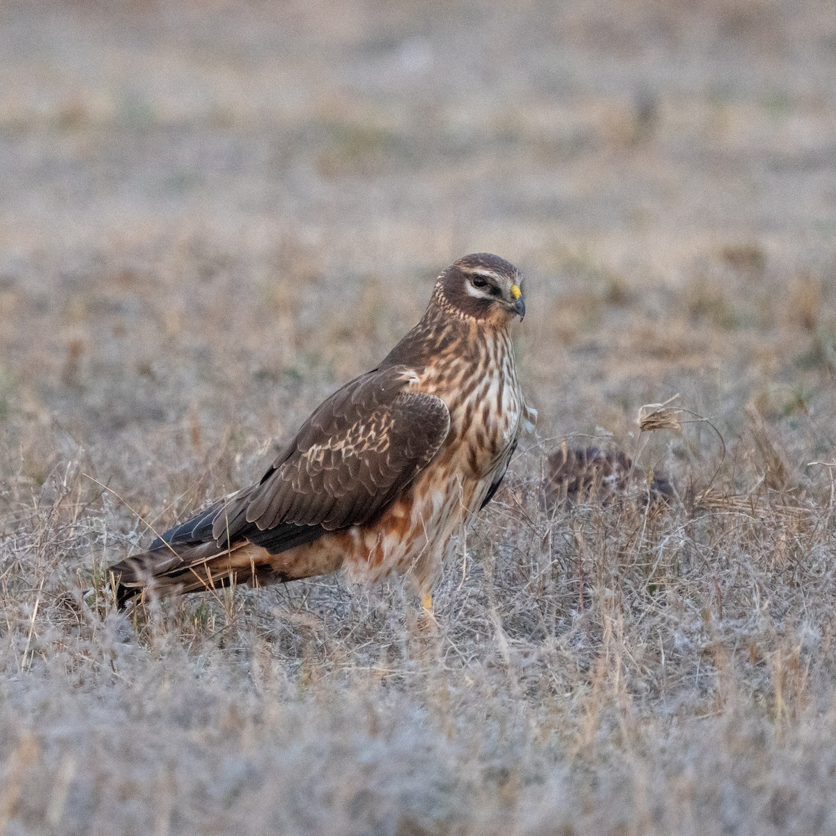 Montagu's Harrier - ML647216958