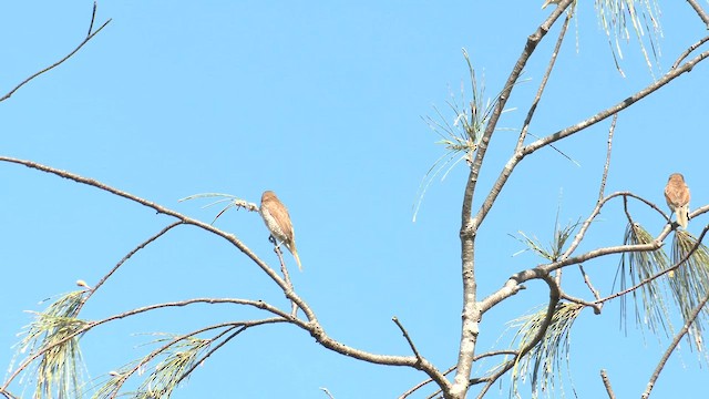 Capuchino Punteado - ML647216959