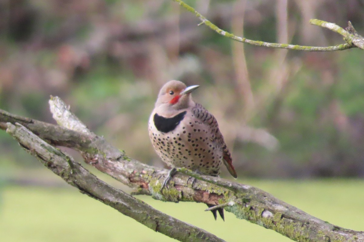 Northern Flicker - ML647216960