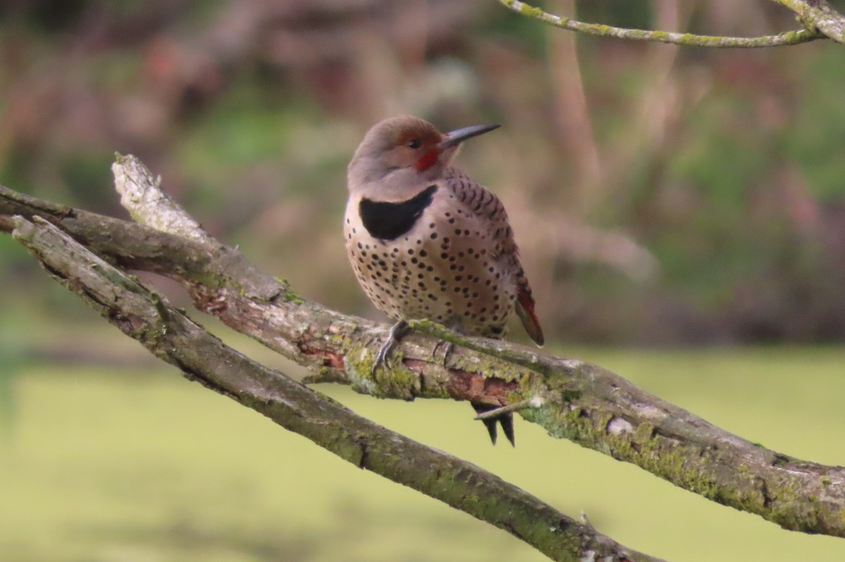Northern Flicker - ML647216961