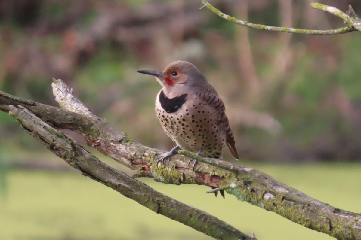 Northern Flicker - ML647216962