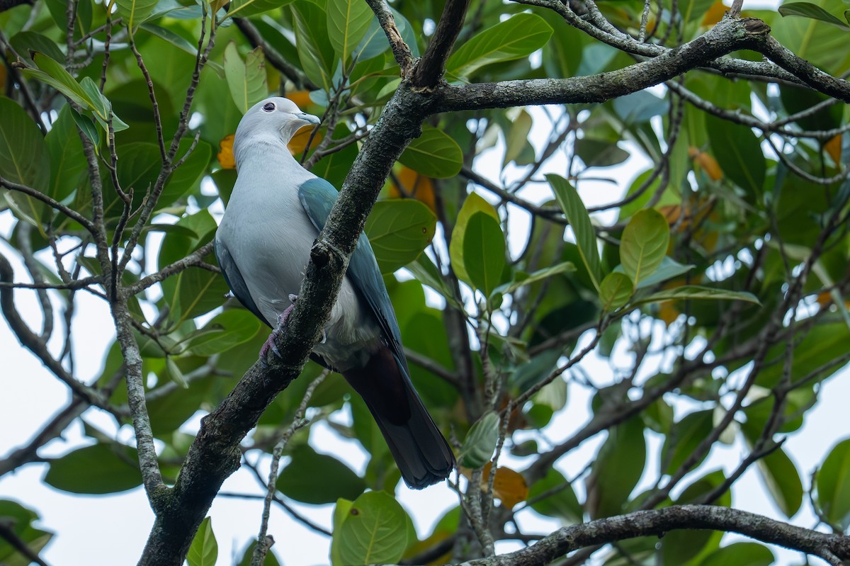 Green Imperial-Pigeon - ML647216964