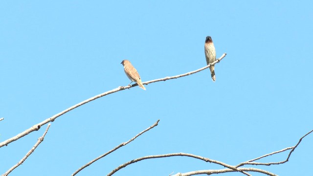 Capuchino Punteado - ML647216965