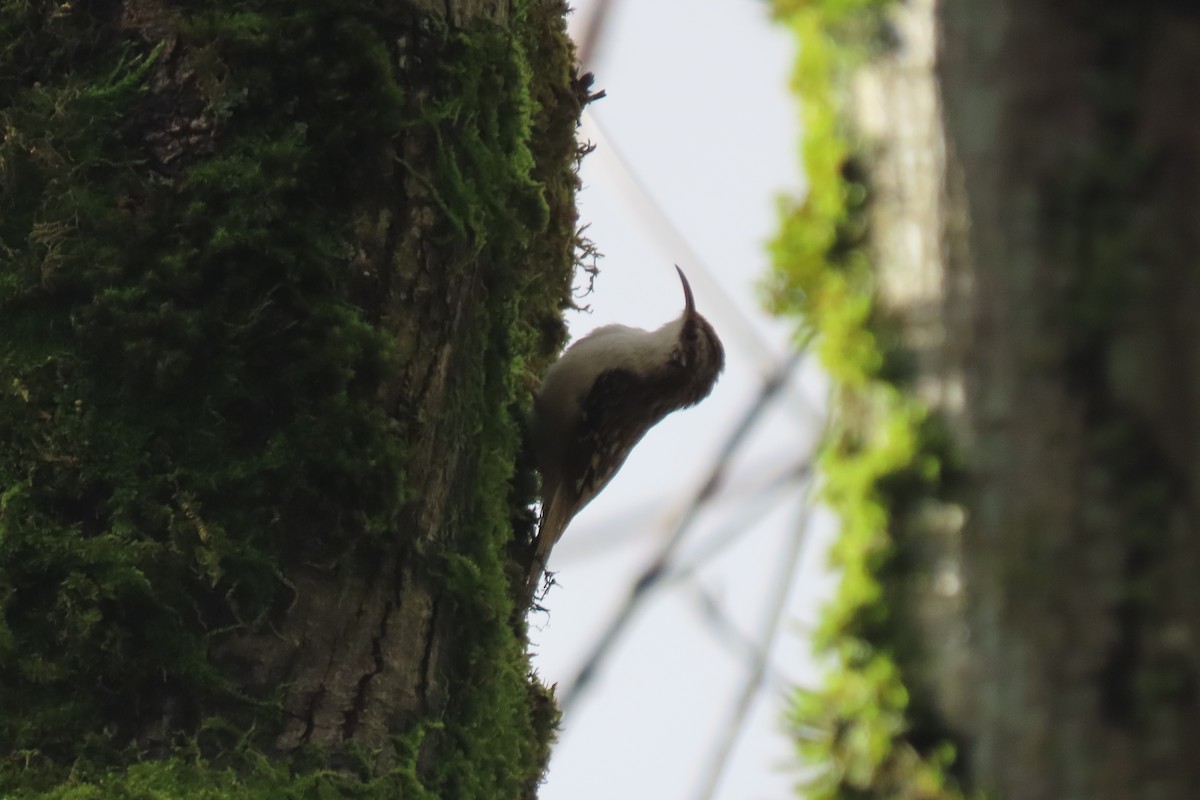 Brown Creeper - ML647216966