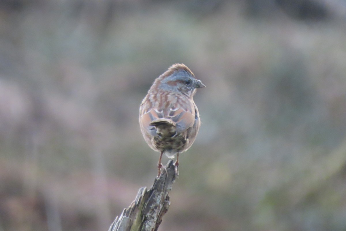 Song Sparrow - ML647216968
