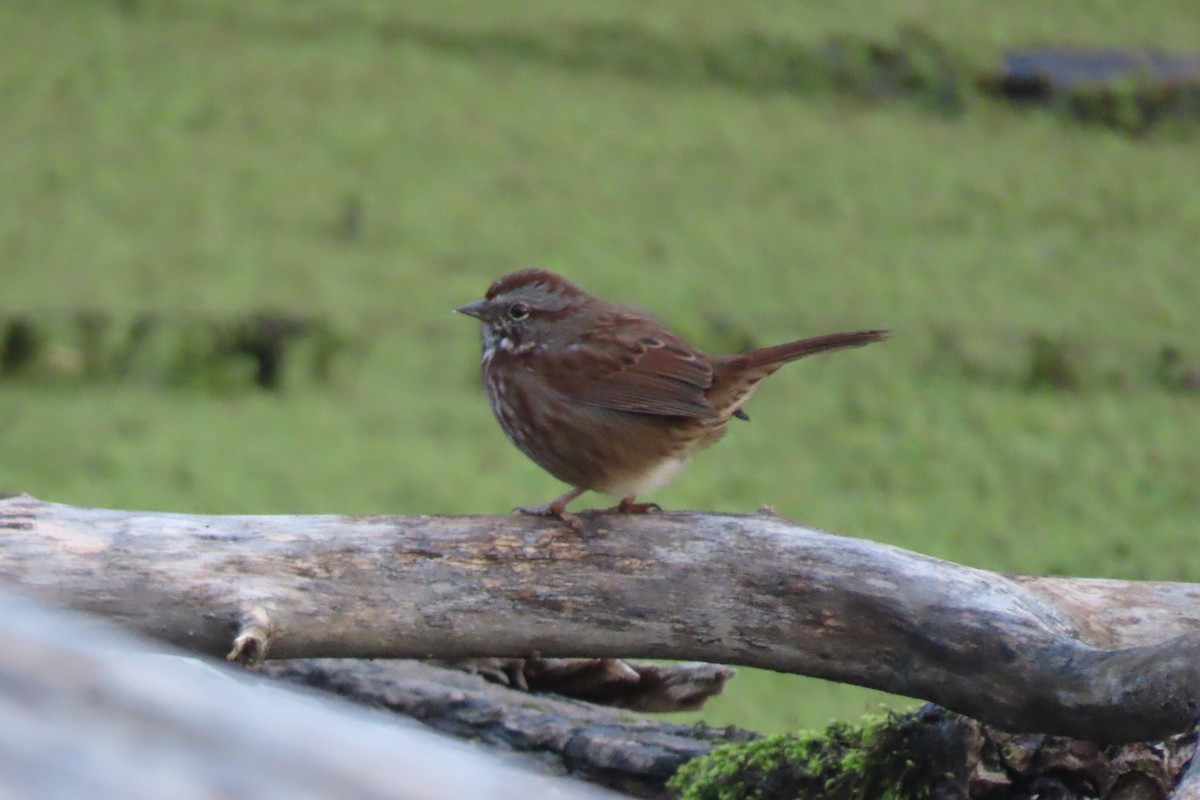 Song Sparrow - ML647216969