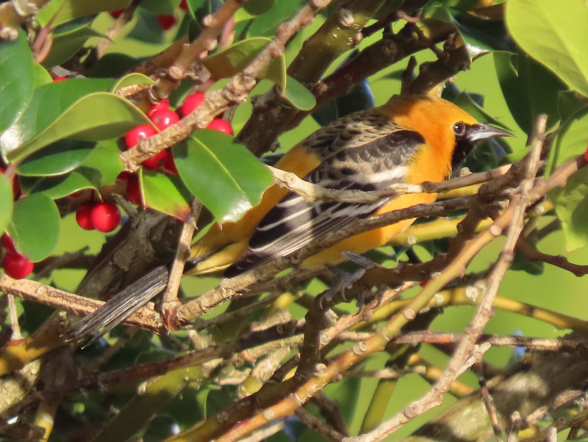 Hooded Oriole - ML647216972