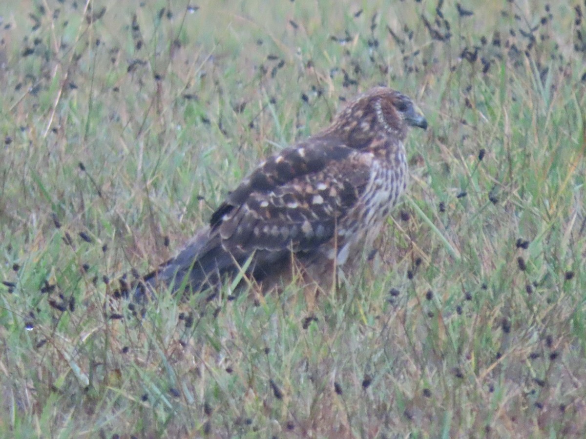 Northern Harrier - ML647216975