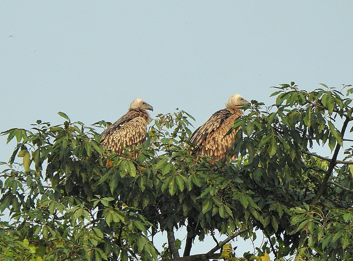 Schneegeier - ML647216984