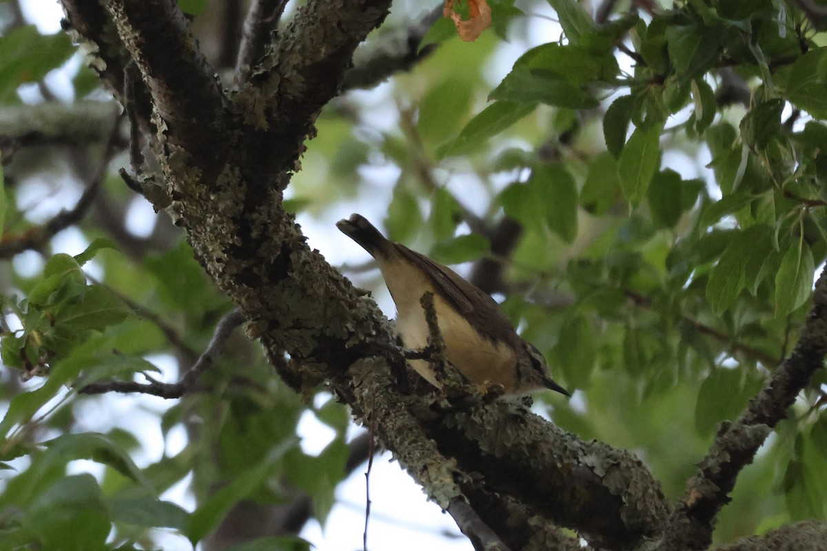 Yellow-rumped Thornbill - ML647216991