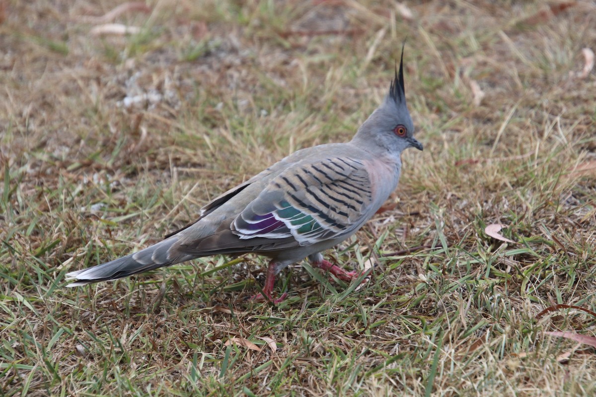 Spitzschopftaube - ML647217004